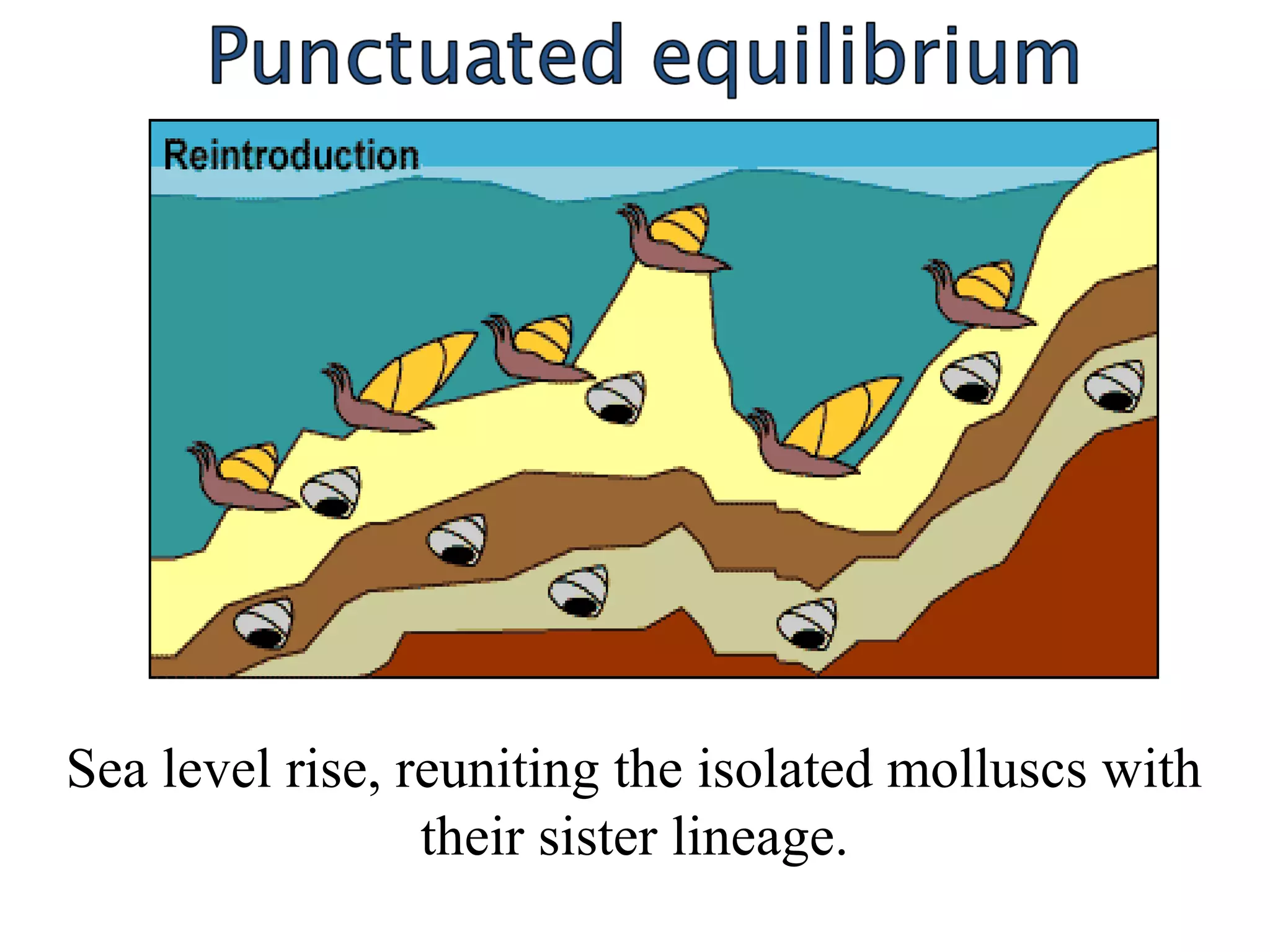 101
Sea level rise, reuniting the isolated molluscs with 
their sister lineage.
 