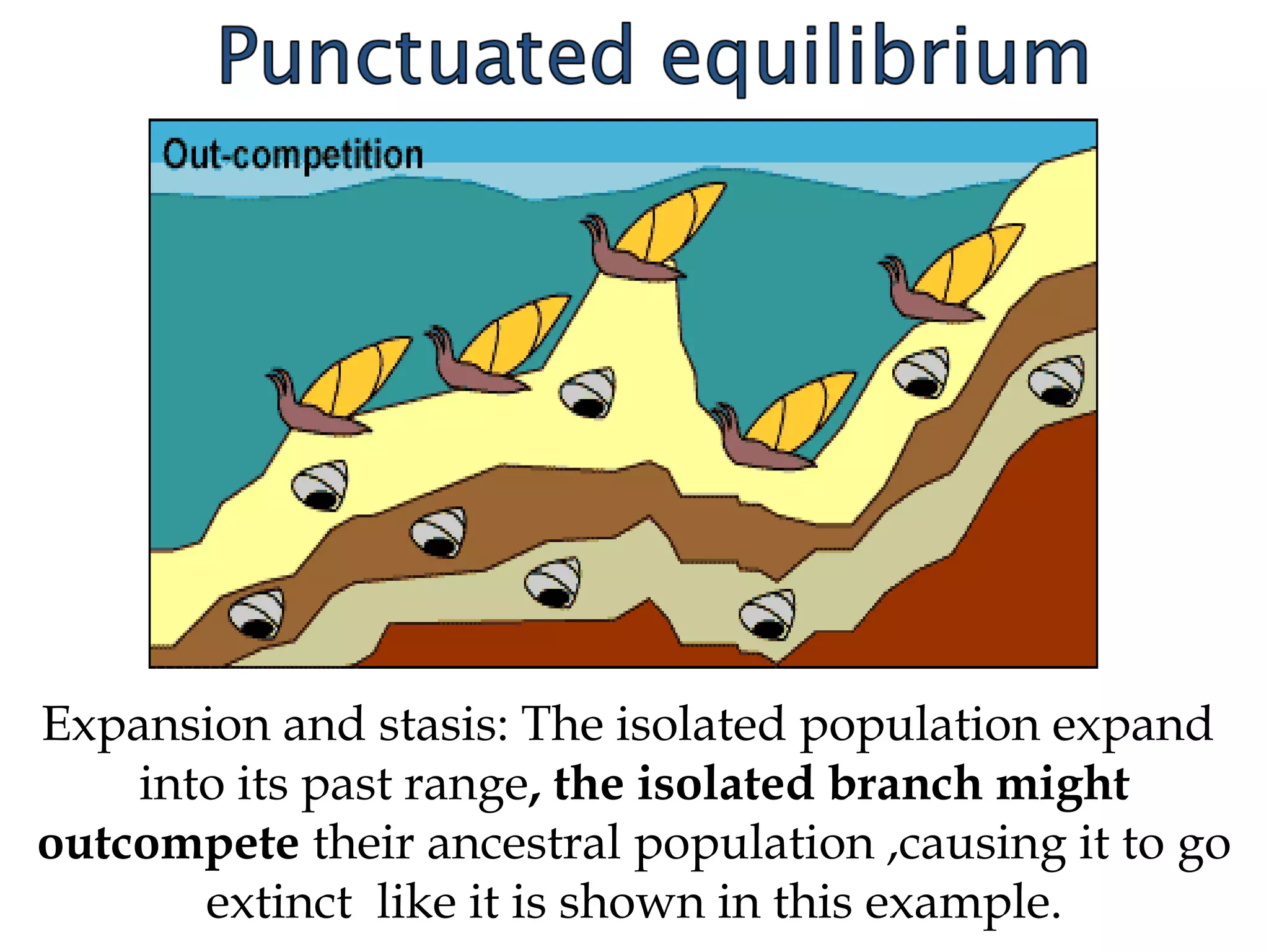 Expansion and stasis: The isolated population expand
into its past range, the isolated branch might
outcompete their ancestral population ,causing it to go
extinct like it is shown in this example.
 