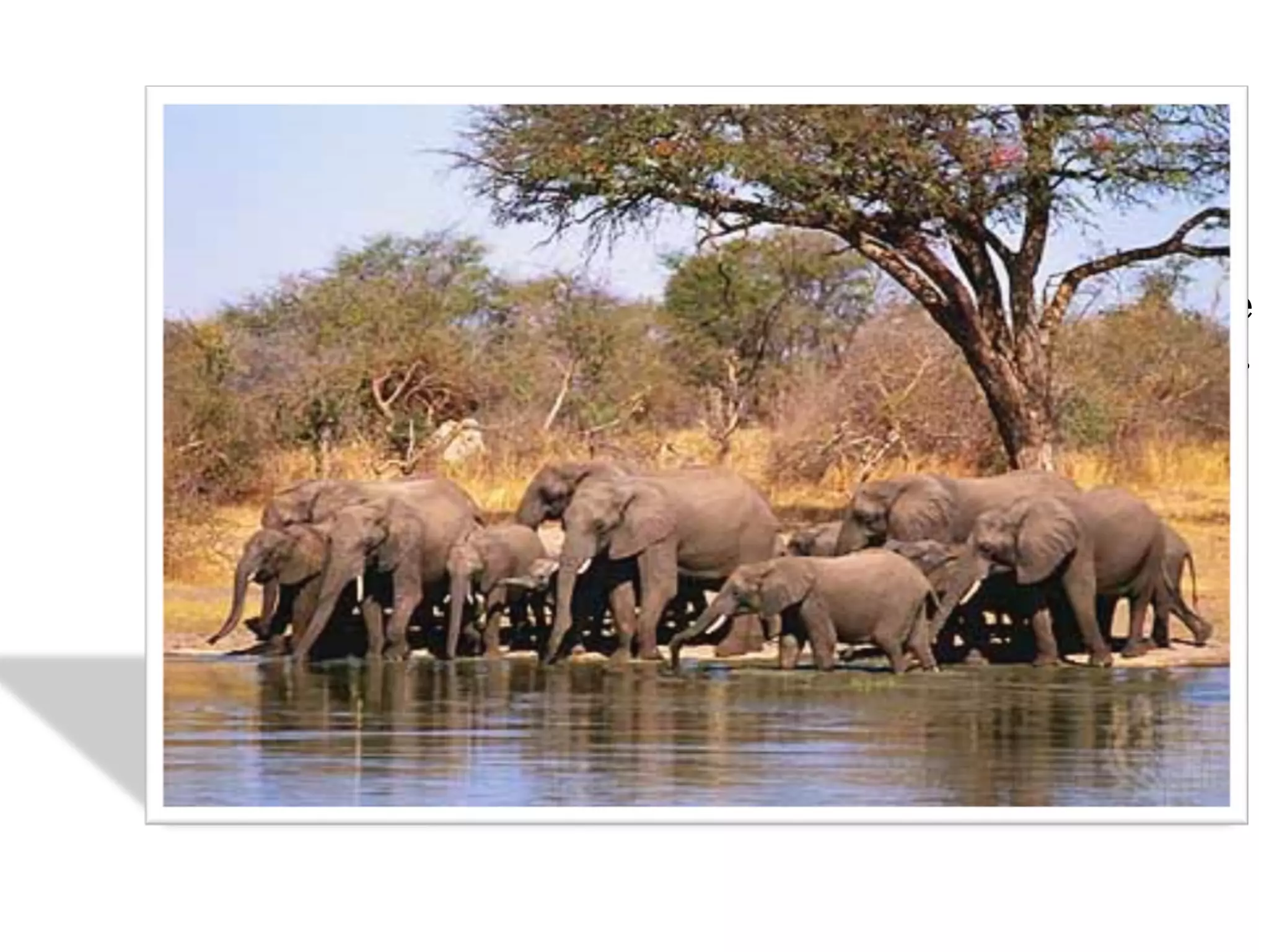 POPULATION:POPULATION:
a group of organisms of the same
species, living in the same area at the same
time and capable of random interbreeding.
 