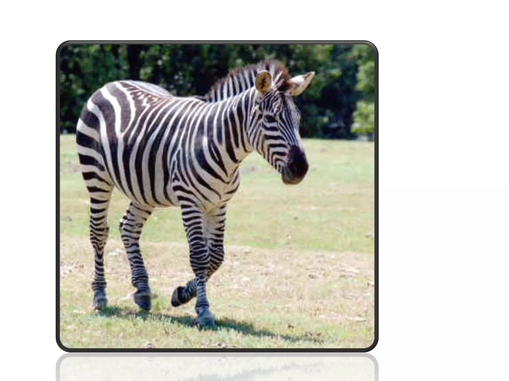 SPECIES:
a group of organisms of
similar characteristics that
are able to interbreed. The
offspring is fertile.
 