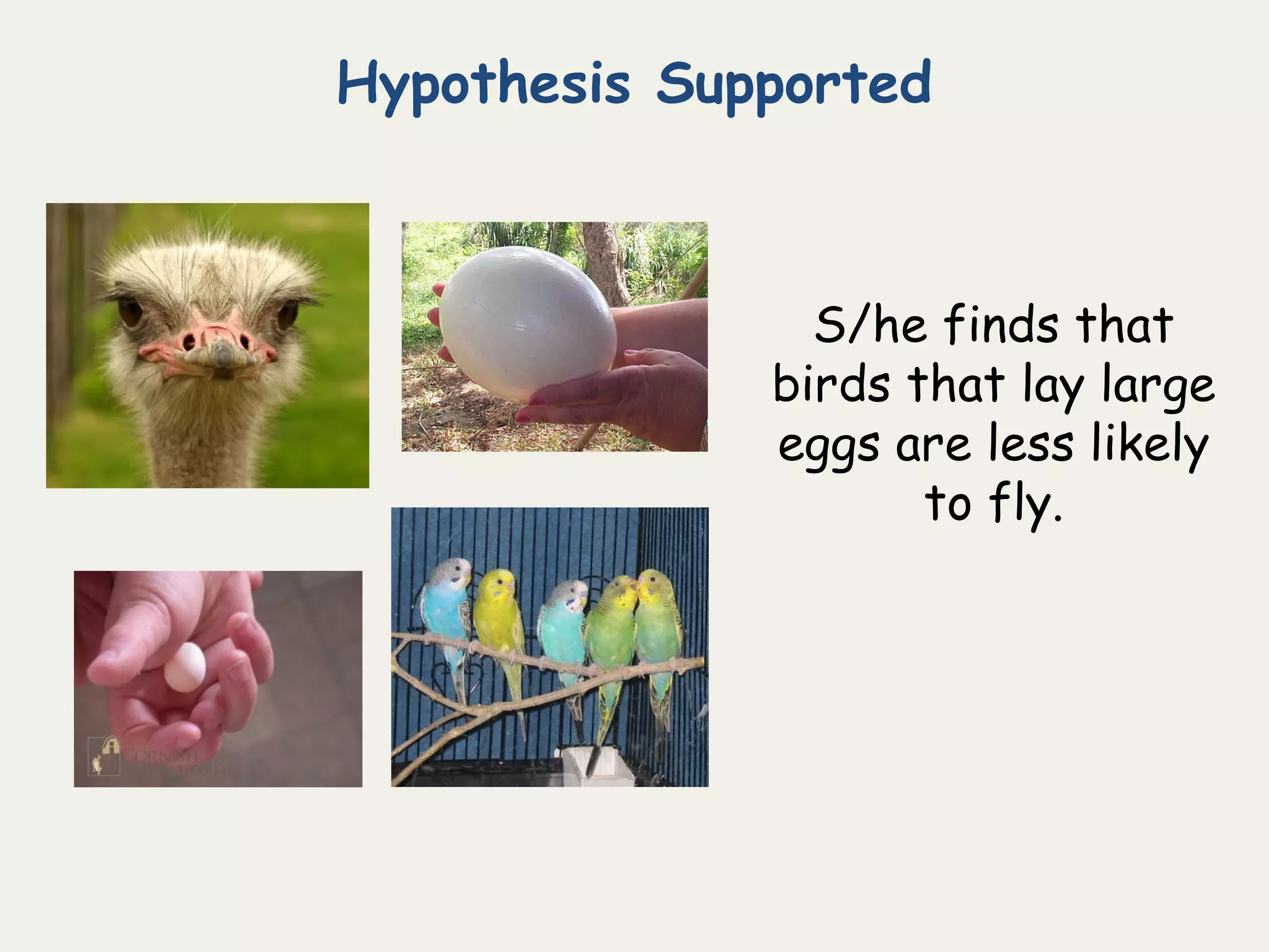 Hypothesis Supported
S/he finds that
birds that lay large
eggs are less likely
to fly.
 