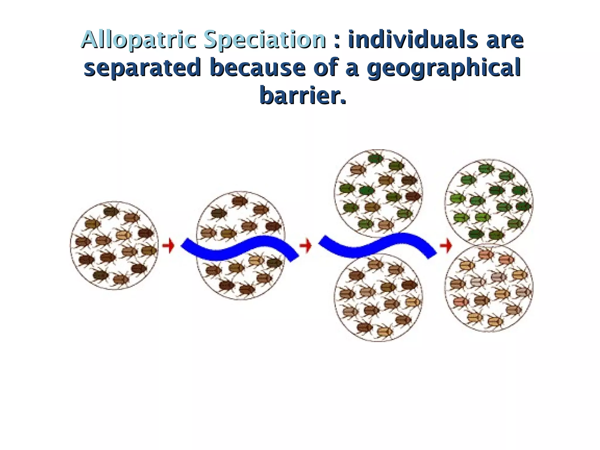 Allopatric SpeciationAllopatric Speciation : individuals are: individuals are
separated because of a geographicalseparated because of a geographical
barrier.barrier.
 
