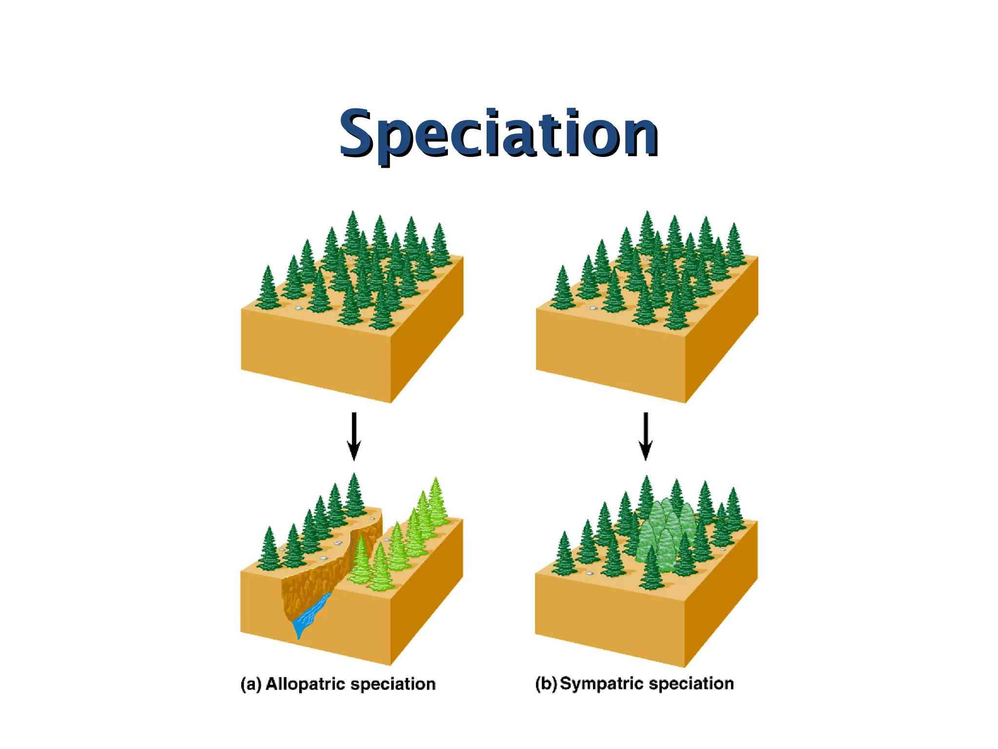 SpeciationSpeciation
 