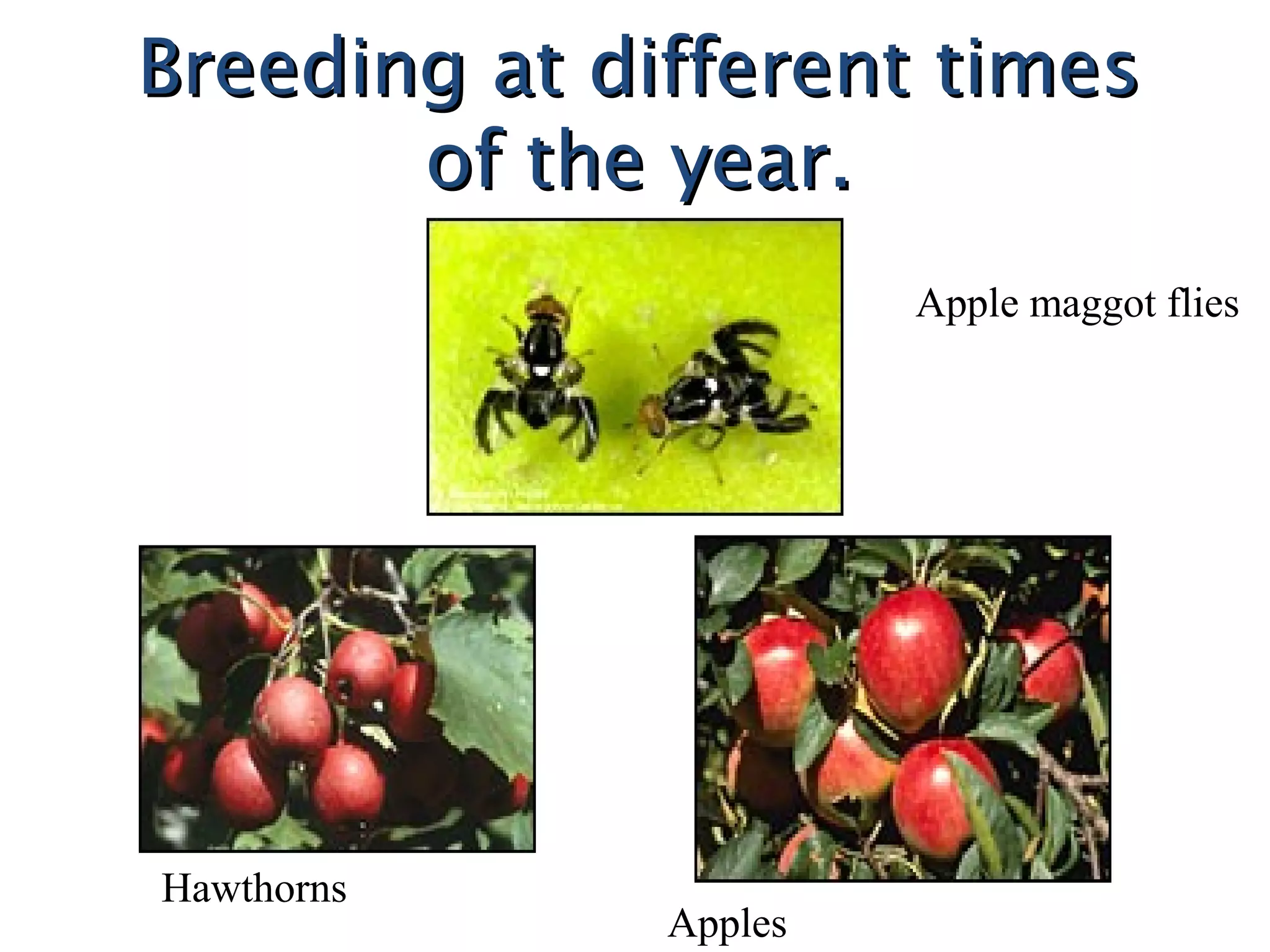 Breeding at different timesBreeding at different times
of the year.of the year.
Apple maggot flies
Hawthorns
Apples
 