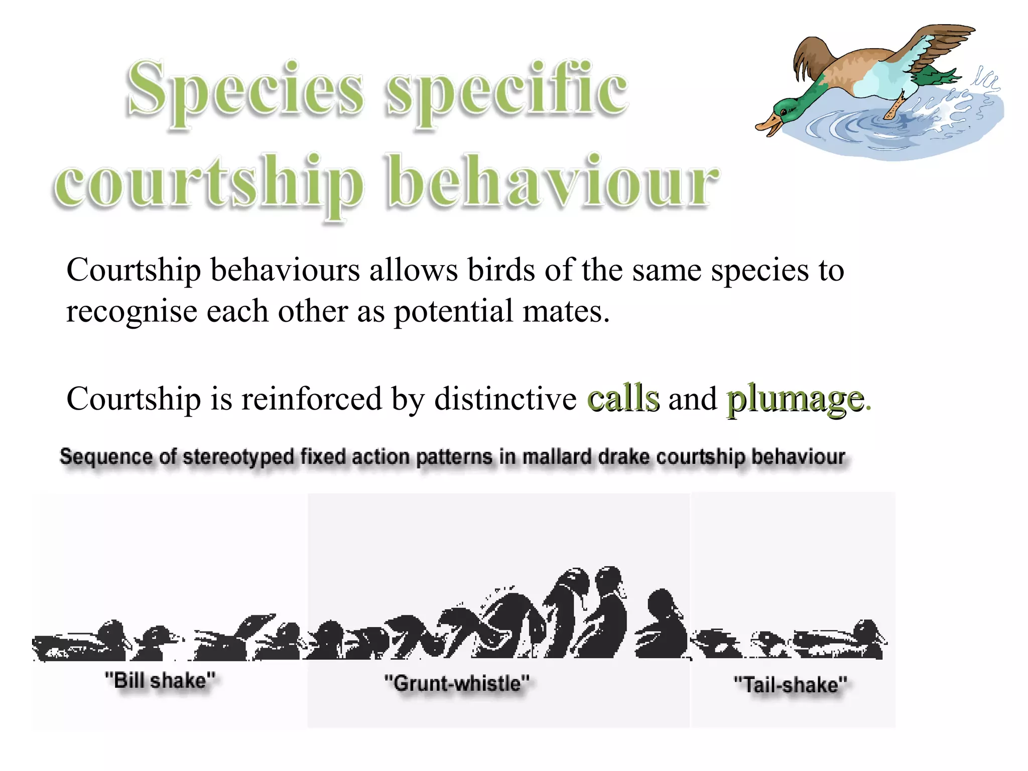 Courtship behaviours allows birds of the same species to
recognise each other as potential mates.
Courtship is reinforced by distinctive callscalls and plumageplumage.
 