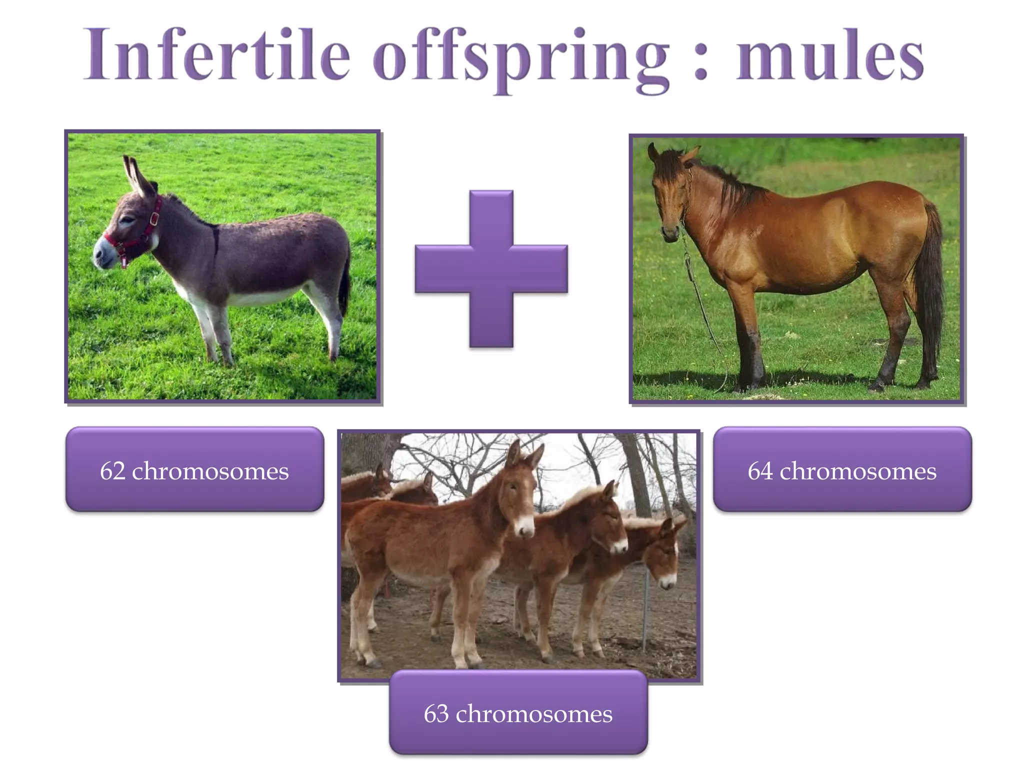 62 chromosomes 64 chromosomes
63 chromosomes
 