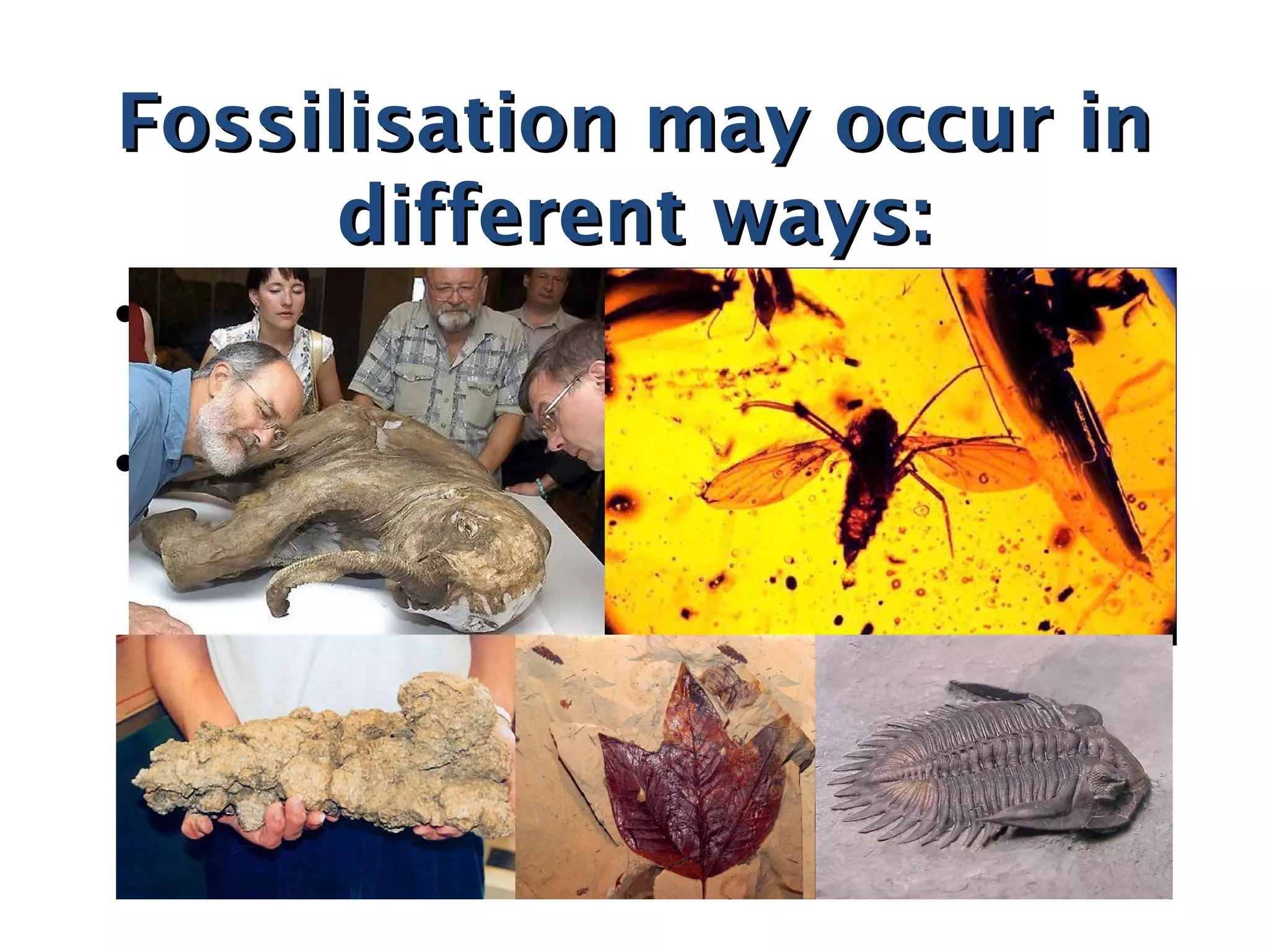 Fossilisation may occur inFossilisation may occur in
different ways:different ways:
• An entire animal may be preserved e.g.
mammoth or insects trapped in amber.
• Fossils that have been caught up in the
sedimentat ion process and may have
had their bones replaced by another
chemical.
 