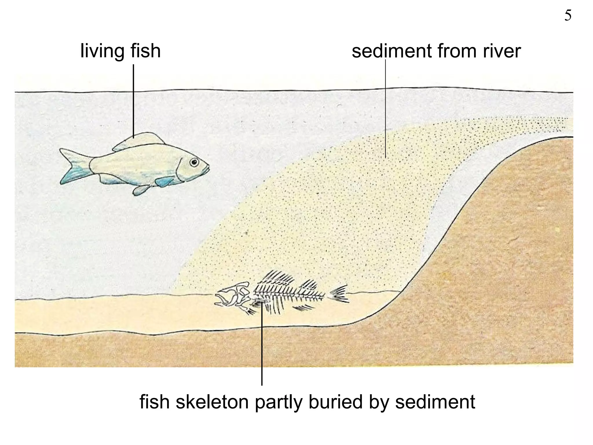 living fish sediment from river
fish skeleton partly buried by sediment
5
 
