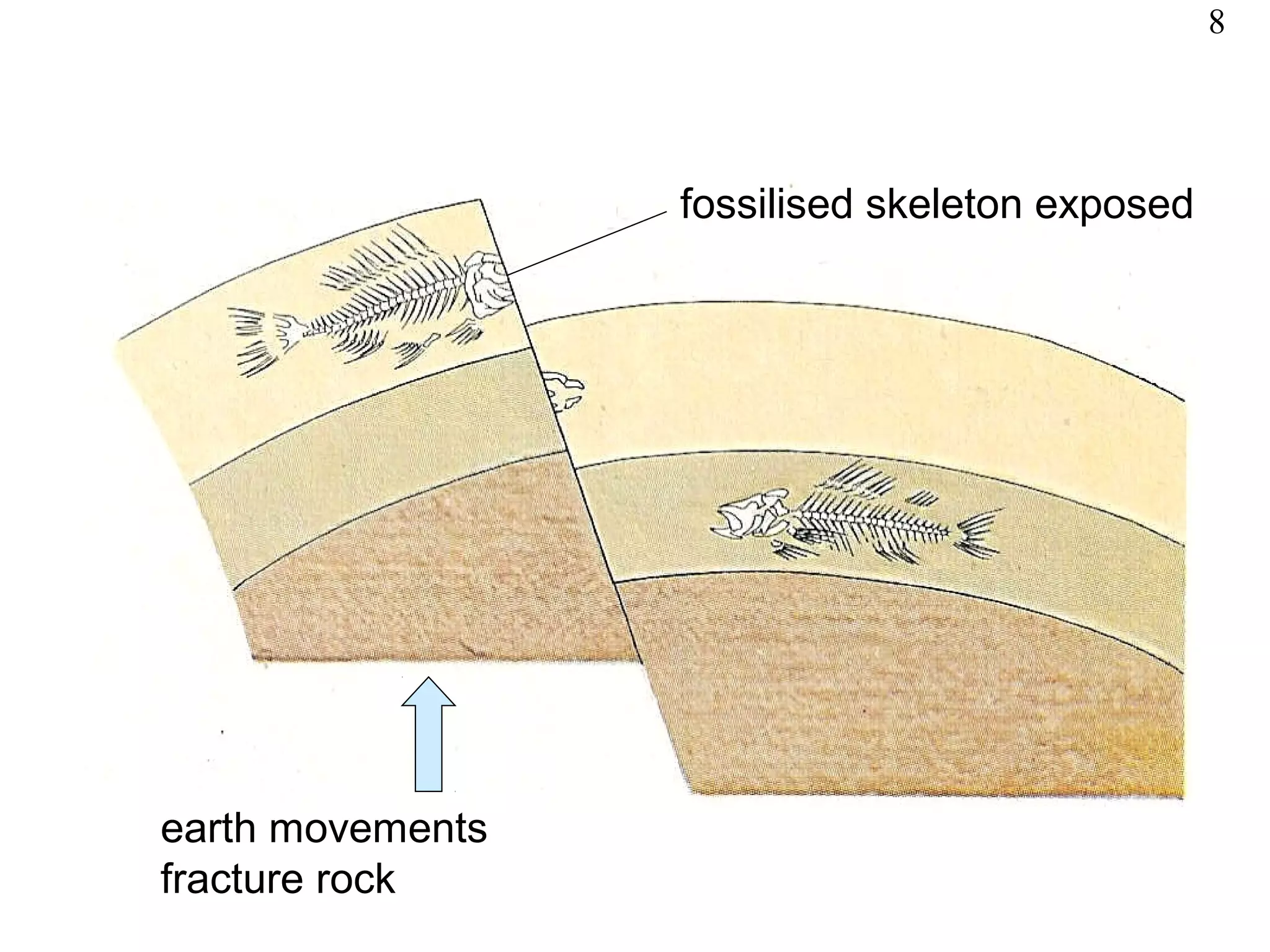 earth movements
fracture rock
fossilised skeleton exposed
8
 