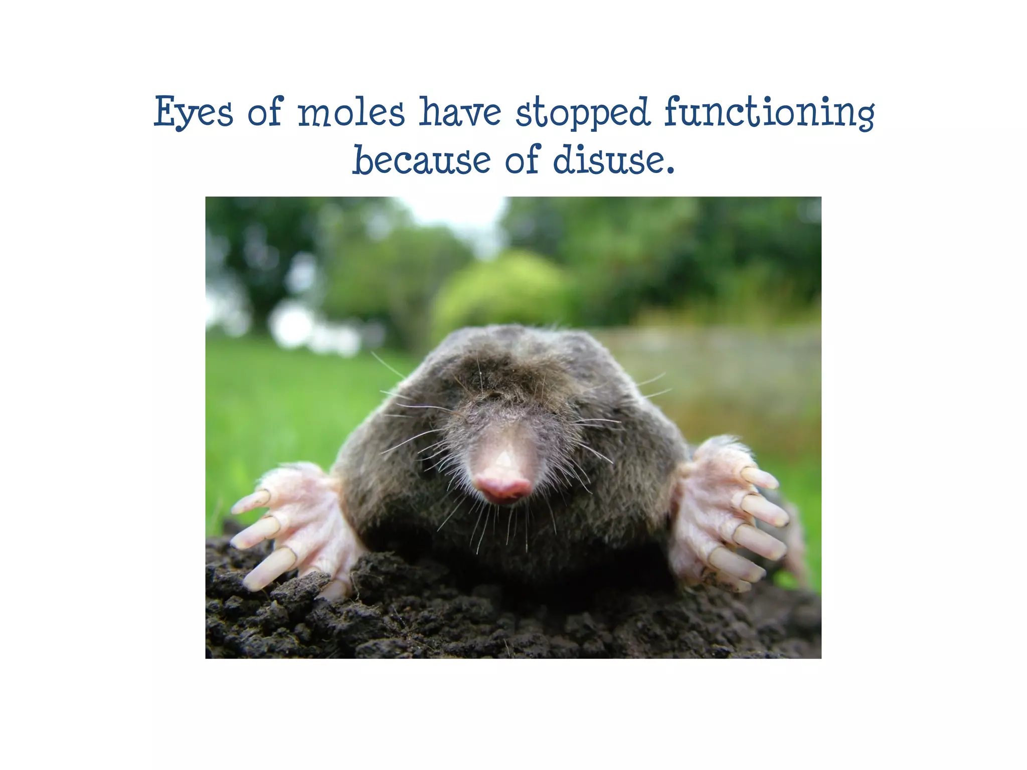 Eyes of moles have stopped functioning
because of disuse.
 