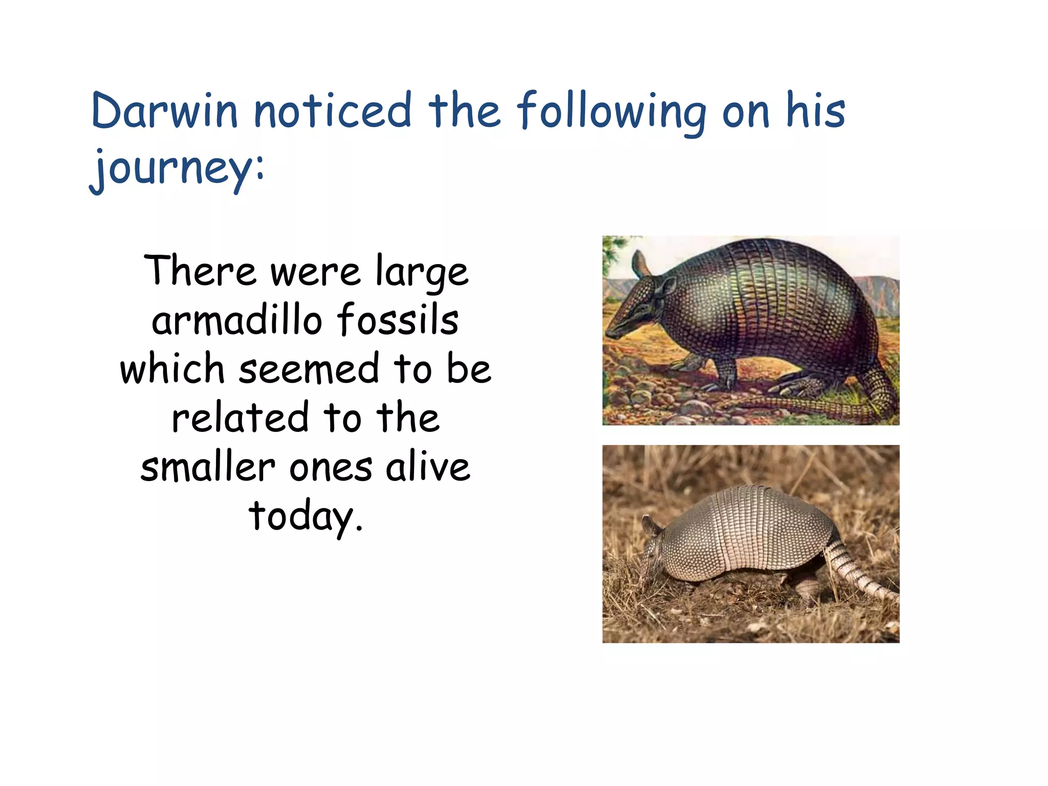 Darwin noticed the following on his
journey:
There were large
armadillo fossils
which seemed to be
related to the
smaller ones alive
today.
 