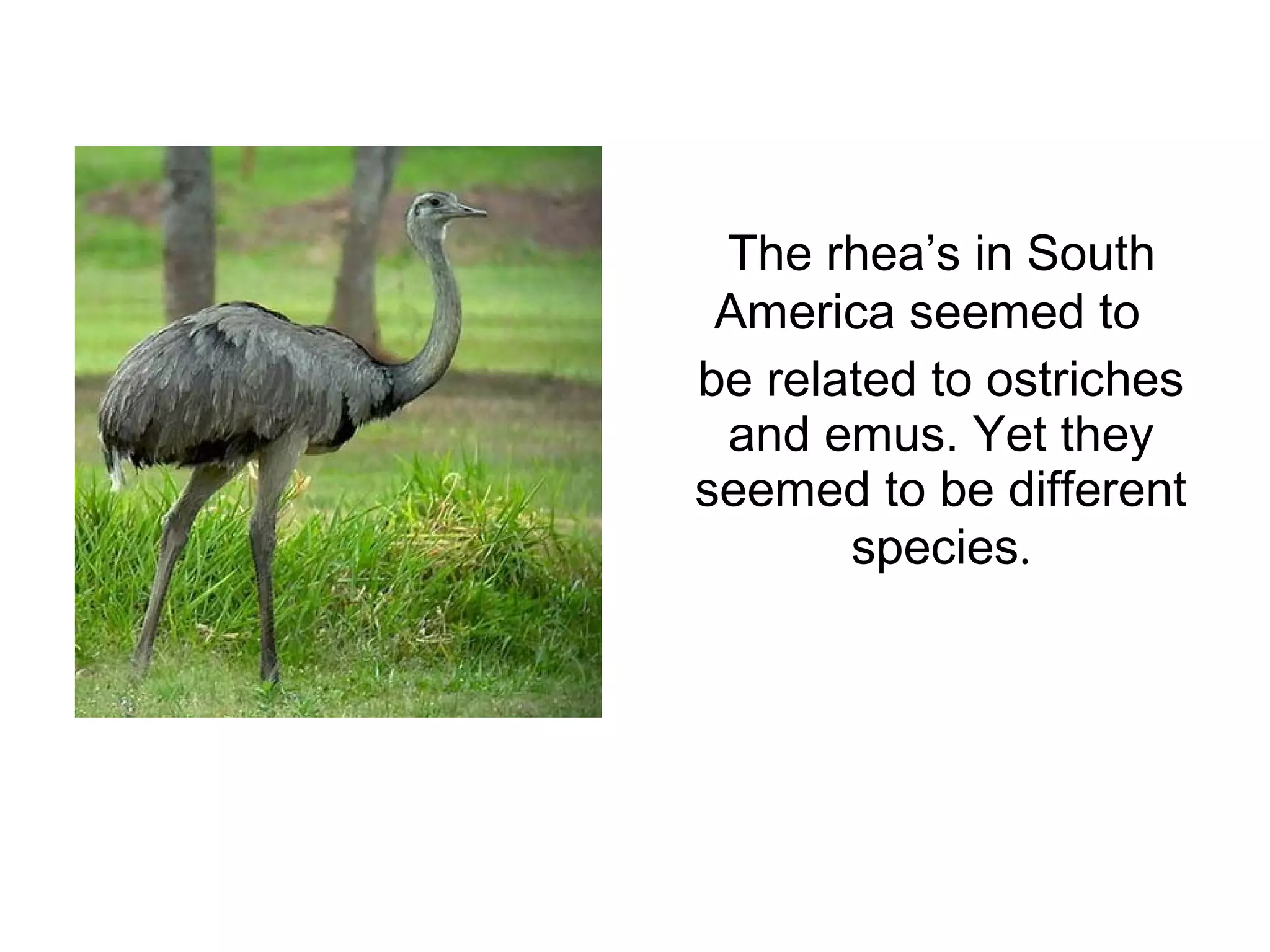 The rhea’s in South
America seemed to
be related to ostriches
and emus. Yet they
seemed to be different
species.
 