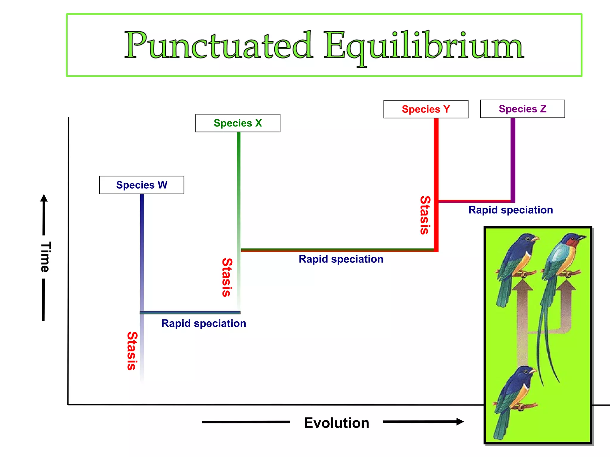 91Evolution
Time
Rapid speciation
Rapid speciation
Rapid speciation
Stasis
Stasis
Stasis
Species W
Species X
Species Y Species Z
 