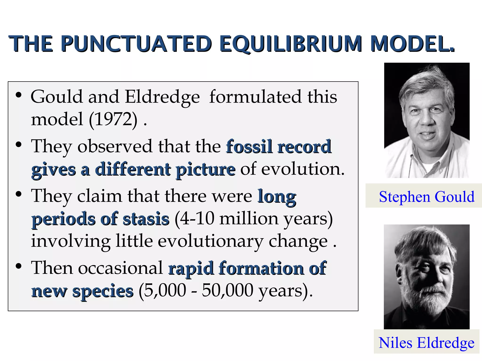 THE PUNCTUATED EQUILIBRIUM MODEL.THE PUNCTUATED EQUILIBRIUM MODEL.
• Gould and Eldredge formulated this
model (1972) .
• They observed that the fossil recordfossil record
gives a different picturegives a different picture of evolution.
• They claim that there were longlong
periods of stasisperiods of stasis (4-10 million years)
involving little evolutionary change .
• Then occasional rapid formation ofrapid formation of
new speciesnew species (5,000 - 50,000 years). 
Stephen Gould
Niles Eldredge
 