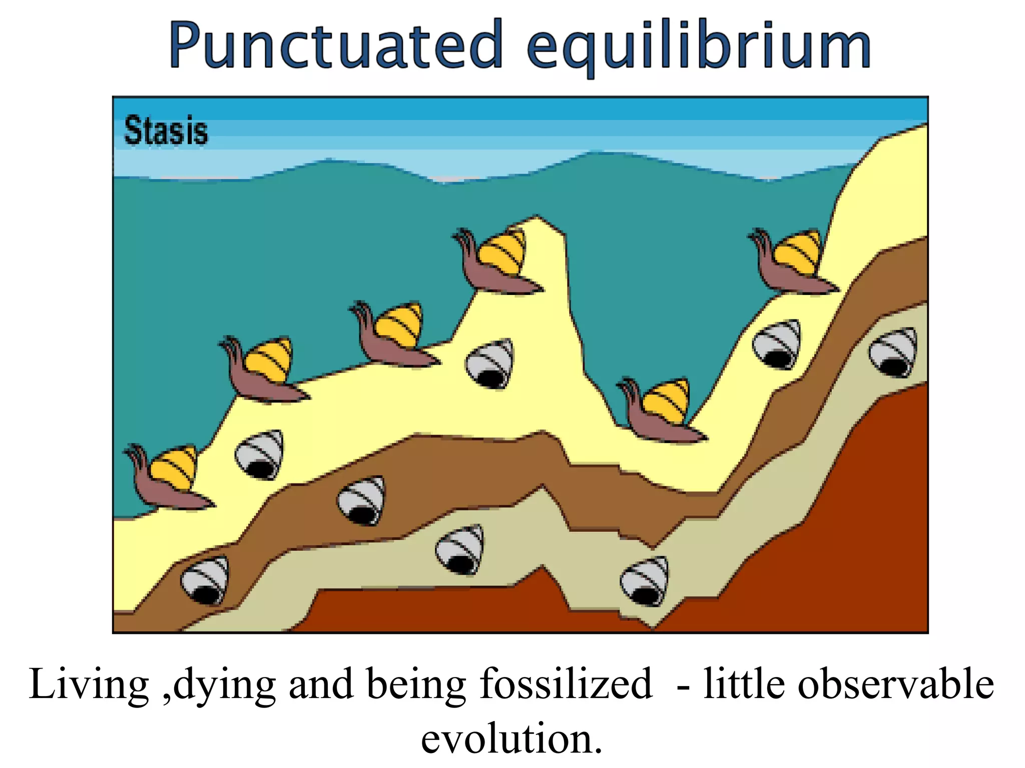 97
Living ,dying and being fossilized  - little observable 
evolution.
 