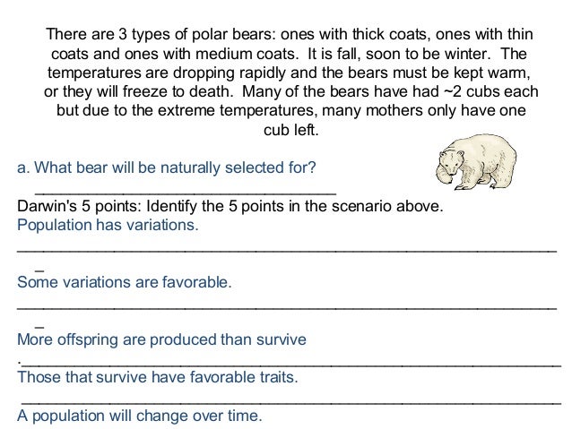 5 Points Of Darwins Natural Selection Worksheet - Worksheet List