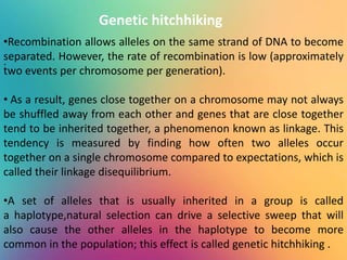 .
Genetic hitchhiking
•Recombination allows alleles on the same strand of DNA to become
separated. However, the rate of recombination is low (approximately
two events per chromosome per generation).
• As a result, genes close together on a chromosome may not always
be shuffled away from each other and genes that are close together
tend to be inherited together, a phenomenon known as linkage. This
tendency is measured by finding how often two alleles occur
together on a single chromosome compared to expectations, which is
called their linkage disequilibrium.
•A set of alleles that is usually inherited in a group is called
a haplotype,natural selection can drive a selective sweep that will
also cause the other alleles in the haplotype to become more
common in the population; this effect is called genetic hitchhiking .
 