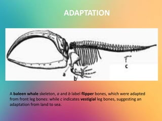 ADAPTATION
A baleen whale skeleton, a and b label flipper bones, which were adapted
from front leg bones: while c indicates vestigial leg bones, suggesting an
adaptation from land to sea.
 