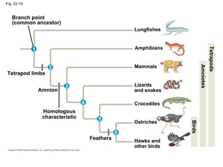 Fig. 22-19 Hawks and other birds Ostriches Crocodiles Lizards and snakes Amphibians Mammals Lungfishes Tetrapod limbs Amnion Feathers Homologous characteristic Branch point (common ancestor) Tetrapods Amniotes Birds 6 5 4 3 2 1 