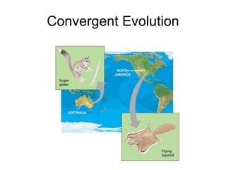 Convergent Evolution 