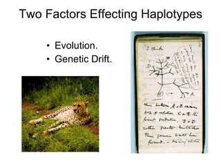 Two Factors Effecting Haplotypes Evolution. Genetic Drift. 