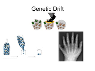 Genetic Drift 