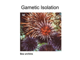 Gametic Isolation 