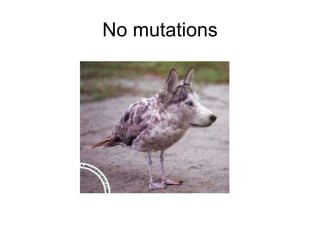 No mutations 
