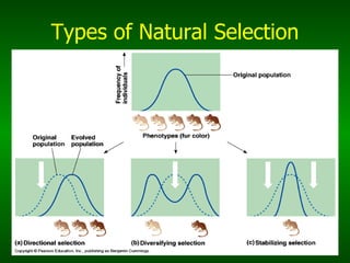 Types of Natural Selection 