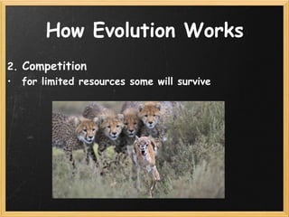 Understanding Evolution | PDF