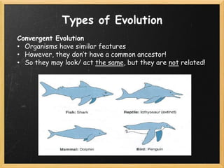 Understanding Evolution | PDF