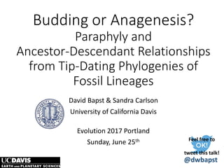 Budding or Anagenesis?
Paraphyly and
Ancestor-Descendant Relationships
from Tip-Dating Phylogenies of
Fossil Lineages
David Bapst & Sandra Carlson
University of California Davis
Evolution 2017 Portland
Sunday, June 25th Feel free to
tweet this talk!
@dwbapst
 