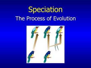 Speciation The Process of Evolution   