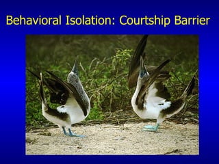 Behavioral Isolation: Courtship Barrier   