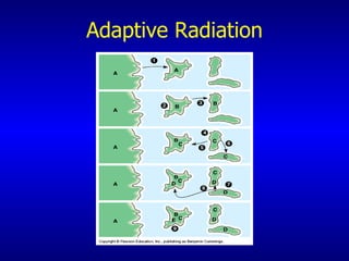 Adaptive Radiation 