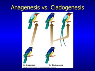 Anagenesis vs. Cladogenesis 