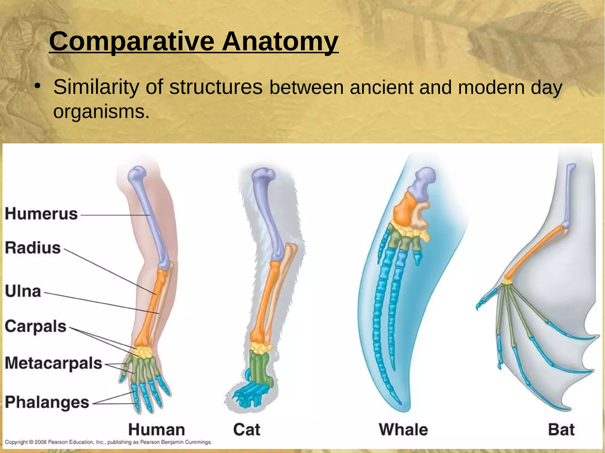 Evolution and adaptation | ODP