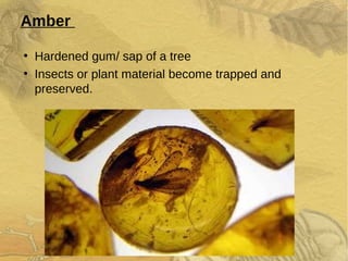 Amber
●
Hardened gum/ sap of a tree
●
Insects or plant material become trapped and
preserved.
 