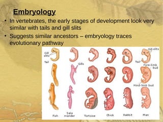 Embryology
●
In vertebrates, the early stages of development look very
similar with tails and gill slits
●
Suggests similar ancestors – embryology traces
evolutionary pathway
 