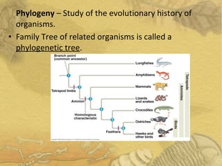 Phylogeny – Study of the evolutionary history of
organisms.
• Family Tree of related organisms is called a
phylogenetic tree.
 