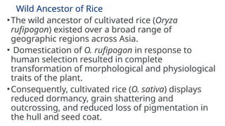 Evolution and breeding in rice crop.pptx