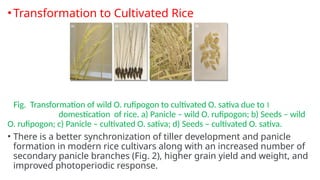Magic Tree Rice Transformation Evolution and breeding in rice crop.pptx