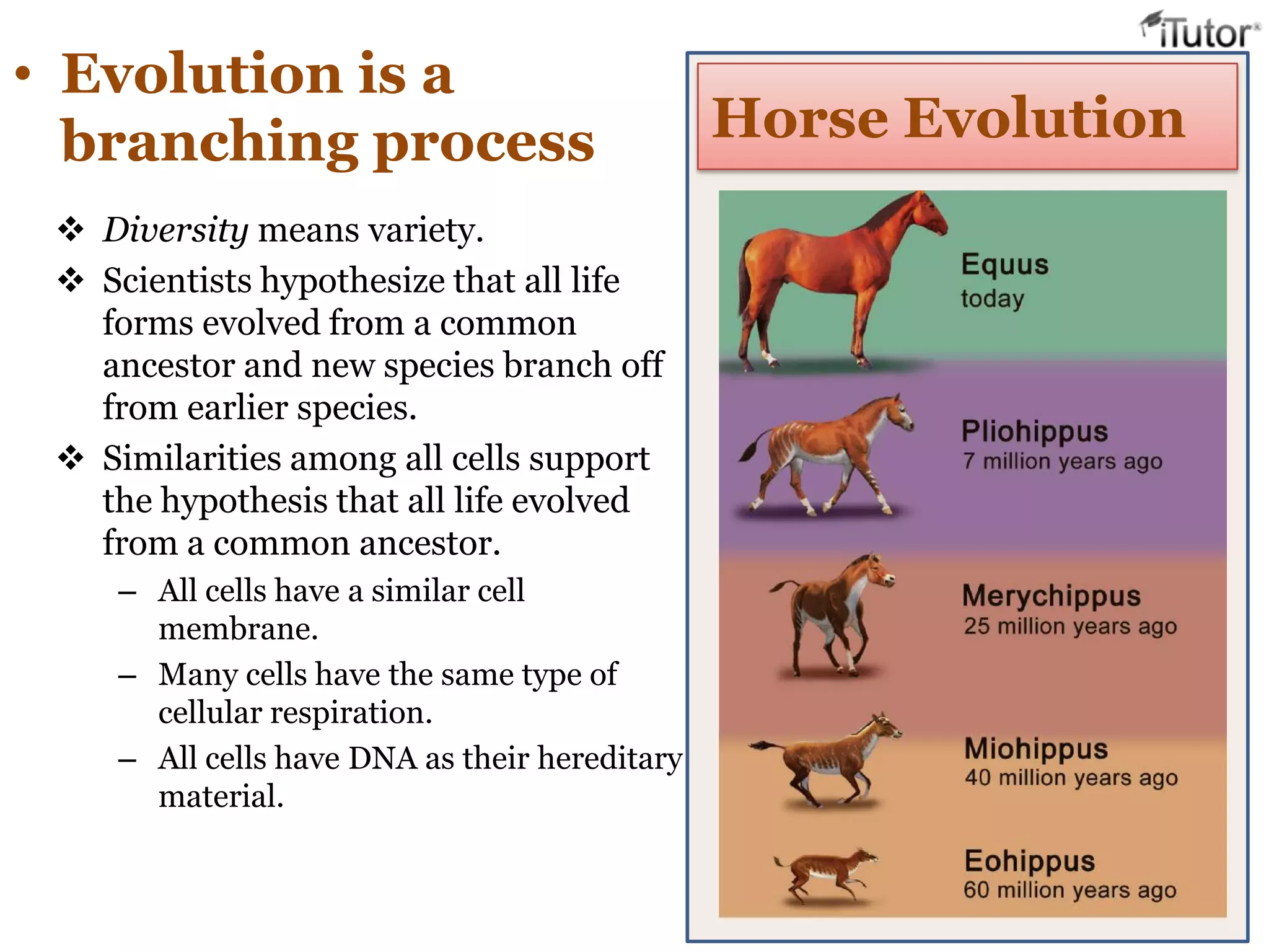 • Evolution is a
branching process Horse Evolution
 Diversity means variety.
 Scientists hypothesize that all life
forms evolved from a common
ancestor and new species branch off
from earlier species.
 Similarities among all cells support
the hypothesis that all life evolved
from a common ancestor.
– All cells have a similar cell
membrane.
– Many cells have the same type of
cellular respiration.
– All cells have DNA as their hereditary
material.
 