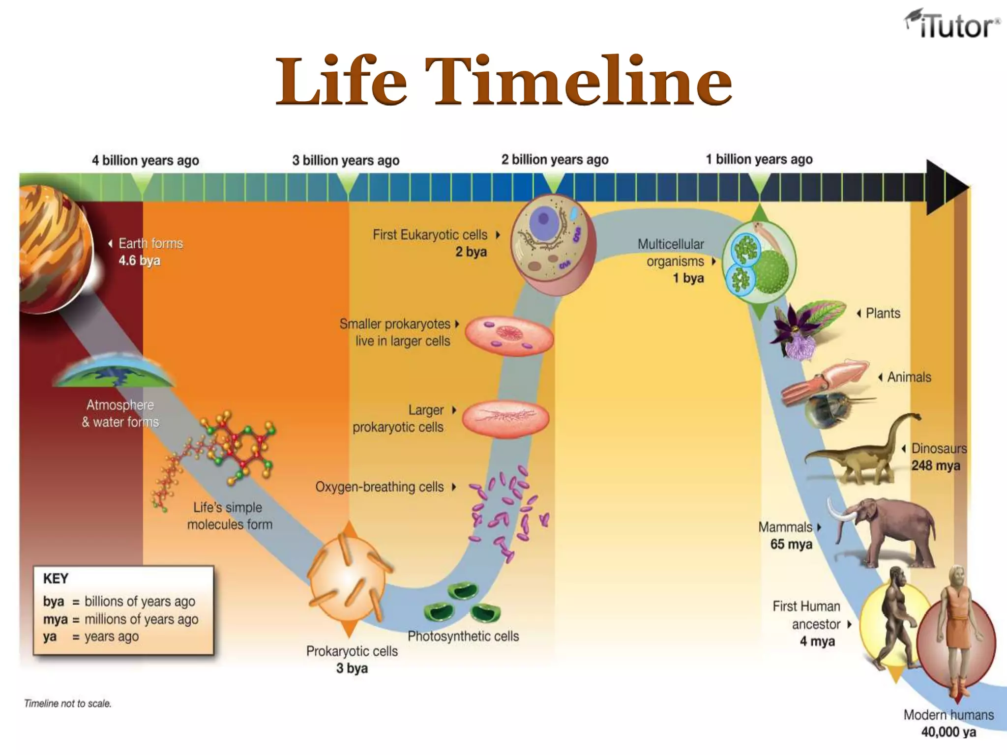 Life Timeline
 