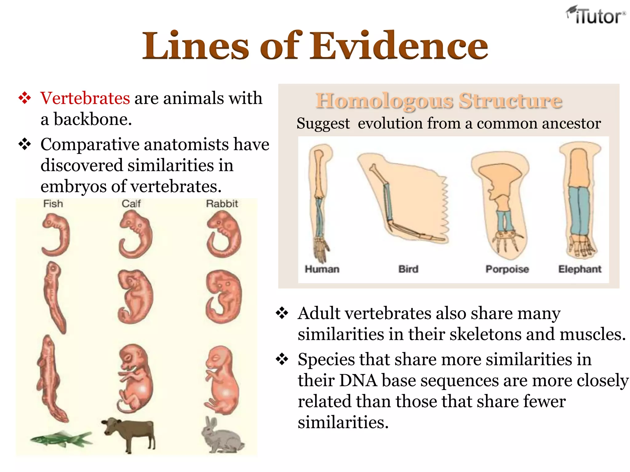 Homologous Structure
Suggest evolution from a common ancestor
Lines of Evidence
 Vertebrates are animals with
a backbone.
 Comparative anatomists have
discovered similarities in
embryos of vertebrates.
 Adult vertebrates also share many
similarities in their skeletons and muscles.
 Species that share more similarities in
their DNA base sequences are more closely
related than those that share fewer
similarities.
 