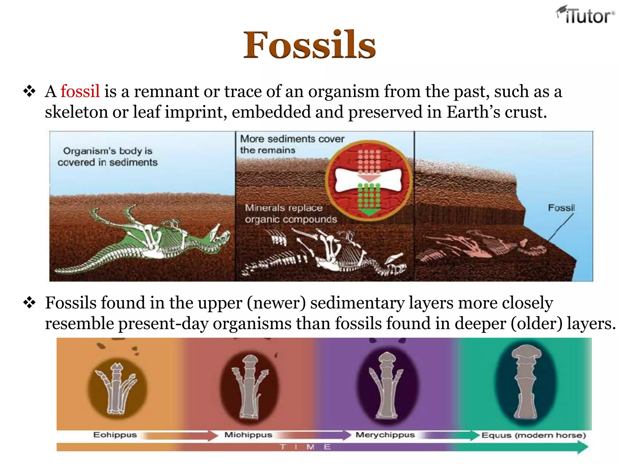 Fossils
 A fossil is a remnant or trace of an organism from the past, such as a
skeleton or leaf imprint, embedded and preserved in Earth’s crust.
 Fossils found in the upper (newer) sedimentary layers more closely
resemble present-day organisms than fossils found in deeper (older) layers.
 