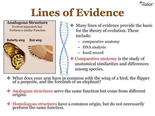 Lines of Evidence
Analogous Structure
Evolved separately but
Perform a similar Function
 Many lines of evidence provide the basis
for the theory of evolution. These
include:
– comparative anatomy
– DNA analysis
– fossil record
 Comparative anatomy is the study of
anatomical similarities and differences
among species.
 What does your arm have in common with the wing of a bird, the flipper
of a porpoise, and the forelimb of an elephant?
 Analogous structures serve the same function but come from different
origins.
 Homologous structures have a common origin, but do not necessarily
perform the same function.
 