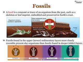 Fossils
 A fossil is a remnant or trace of an organism from the past, such as a
skeleton or leaf imprint, embedded and preserved in Earth’s crust.
 Fossils found in the upper (newer) sedimentary layers more closely
resemble present-day organisms than fossils found in deeper (older) layers.
 