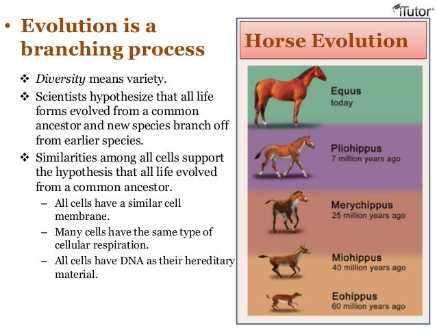 The Evolutionary Process Of Natural Selection How Evolution Works The Evolutionary Process Of Natural Selection How Evolution Works