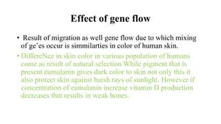 Effect of gene flow
• Result of migration as well gene flow due to which mixing
of ge’es occur is simmilarties in color of human skin.
• DiffereNce in skin color in various population of humans
come as result of natural selection While pigment that is
present eumalanin gives dark color to skin not only this it
also protect skin against harsh rays of sunlight. However if
concentration of eumalanin increase vitamin D production
decreases that results in weak bones.
 